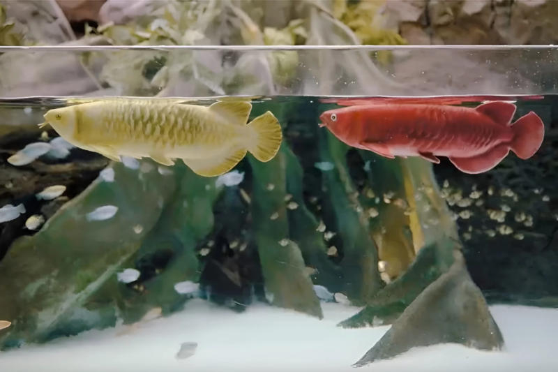 Представлена робот-рыба Bionic Arowana за $5000 &mdash; доступная альтернатива живой ароване для аквариума