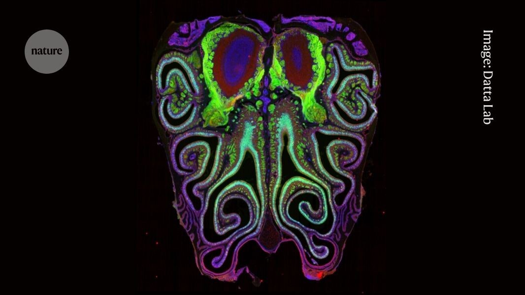 First detailed &lsquo;smell maps&rsquo; reveal how noses track odours
