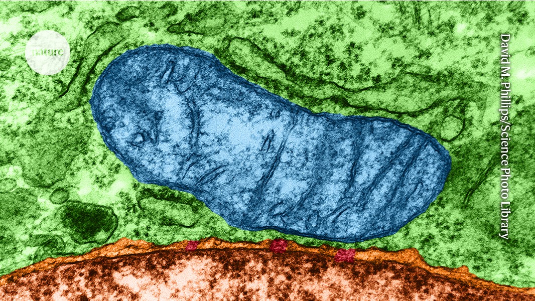 Mitochondria can spawn new &lsquo;organelles&rsquo; &mdash; hinting at how modern cells evolved